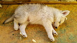 Sheba puppies