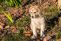 Sheba puppies