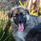 Sheba puppies
