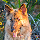 Sheba dog