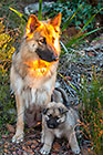 Sheba puppies