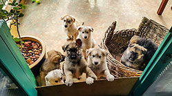 Sheba puppies