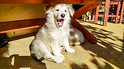 Sheba puppies