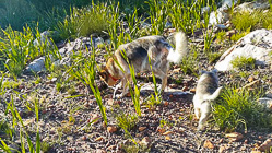 Sheba puppies