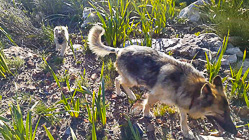 Sheba puppies