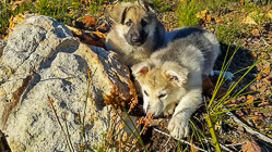 Sheba puppies