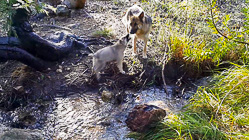 Sheba puppies