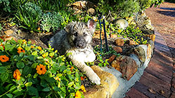 Sheba puppies