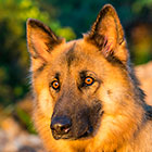 Sheba dog at sunset