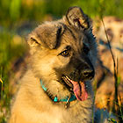 Sheba puppies