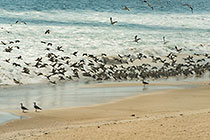 thousands of cormoran birds on beach