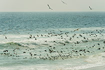 thousands of cormoran birds on beach