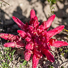 parasite flowers | Hyobanche sanguina | Orobanchaceae