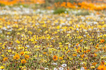 flower fields