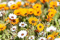 flower fields