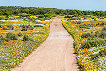 durt road through flower fields