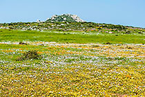 flower fields