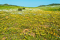 flower fields