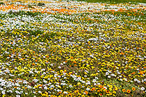 flower fields