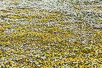 flower fields