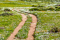 tracks & flower fields