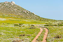 tracks & flower fields