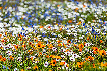 flower fields