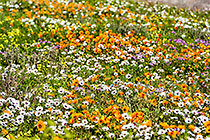 flower fields