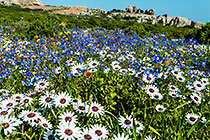 rocks & flower fields