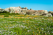 rocks & flower fields