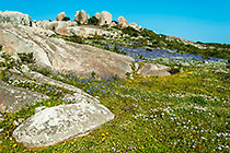 rocks & flower fields