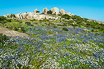 rocks & flower fields
