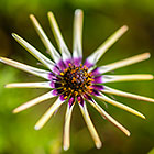 Cape rain flower | Dimorphotheca pluvialis | Asteraceae