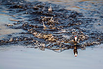 Coot