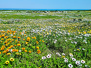 flower fields