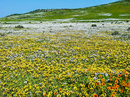 flower fields