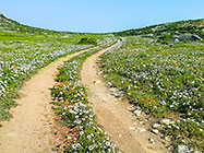road through flower fields