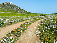 West Coast Flowers