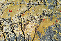 Lichens