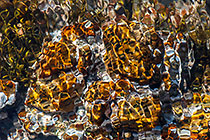 Water Vibrations 1