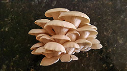 growing oyster mushrooms