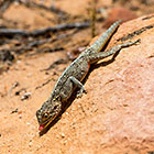 agama lizard