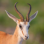 Springbok