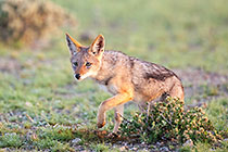 Jackal