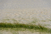 grass in water