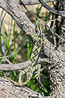 Chameleon