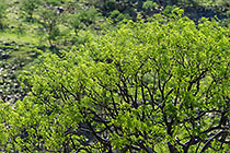 tree with new green leaves