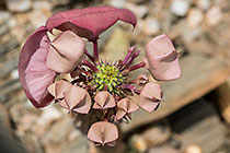 houdia flowers