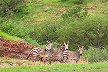 Zebras