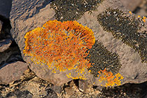 Lichen